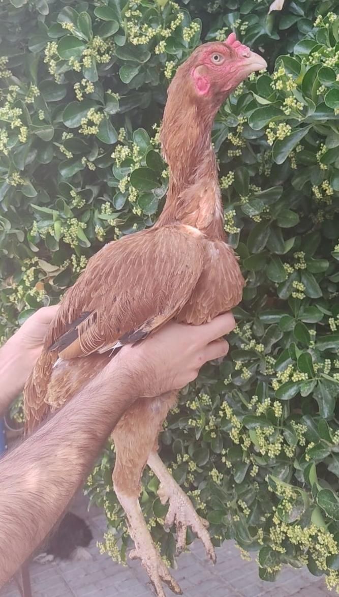 خروس و مرغ اصیل لاری شیراز|حیوانات مزرعه|مشهد, امام رضا (ع)|دیوار