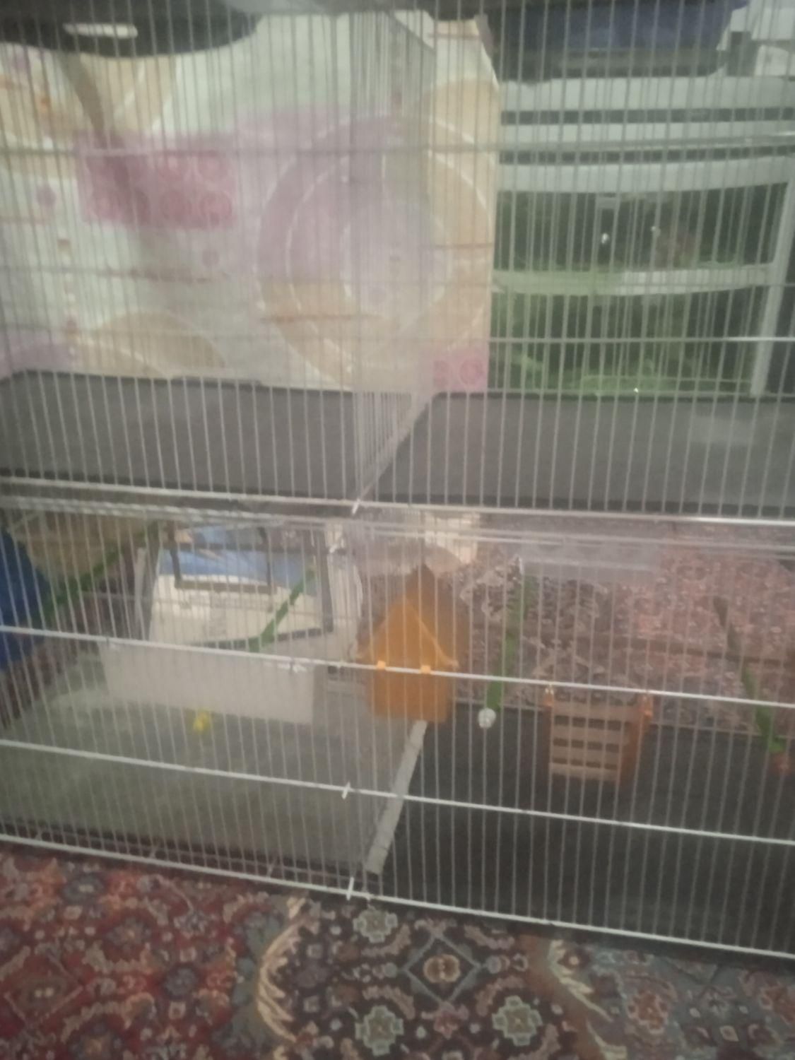 ی قفس چوچه پران وی قفس عروس هلندی بدونه وسایل|لوازم جانبی حیوانات|شاهین دژ, |دیوار