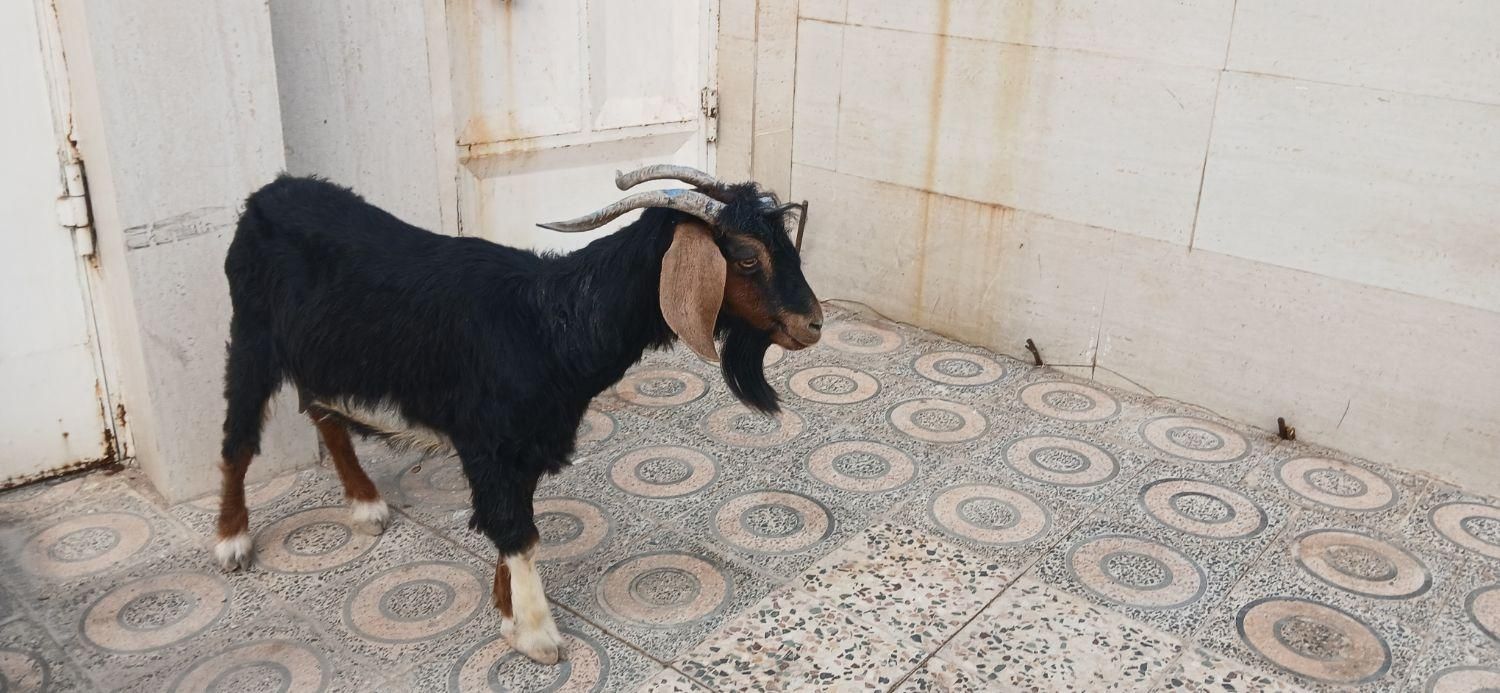 بز فروشی|حیوانات مزرعه|دهلران, |دیوار