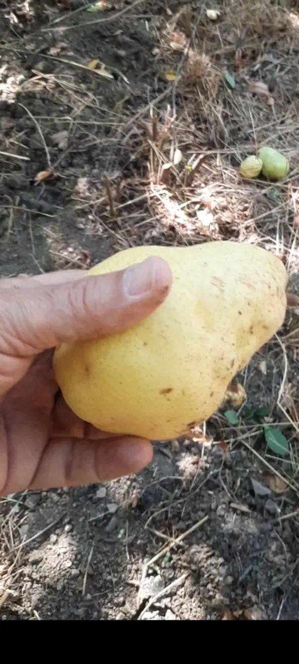 فروش باغ گلابی ۵۰۰ متر با آب و هوای دلپذیر|فروش دفتر صنعتی، کشاورزی، تجاری|تهران, سعادت‌آباد|دیوار