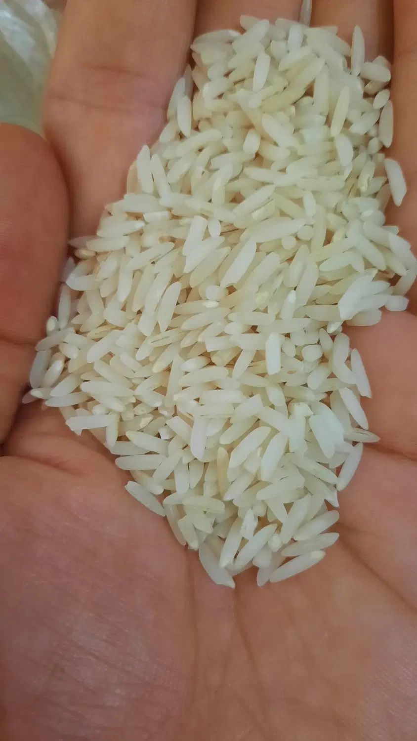 ۲۳کیلو برنج هاشمی امساله|خوردنی و آشامیدنی|رشت, پل تالشان|دیوار
