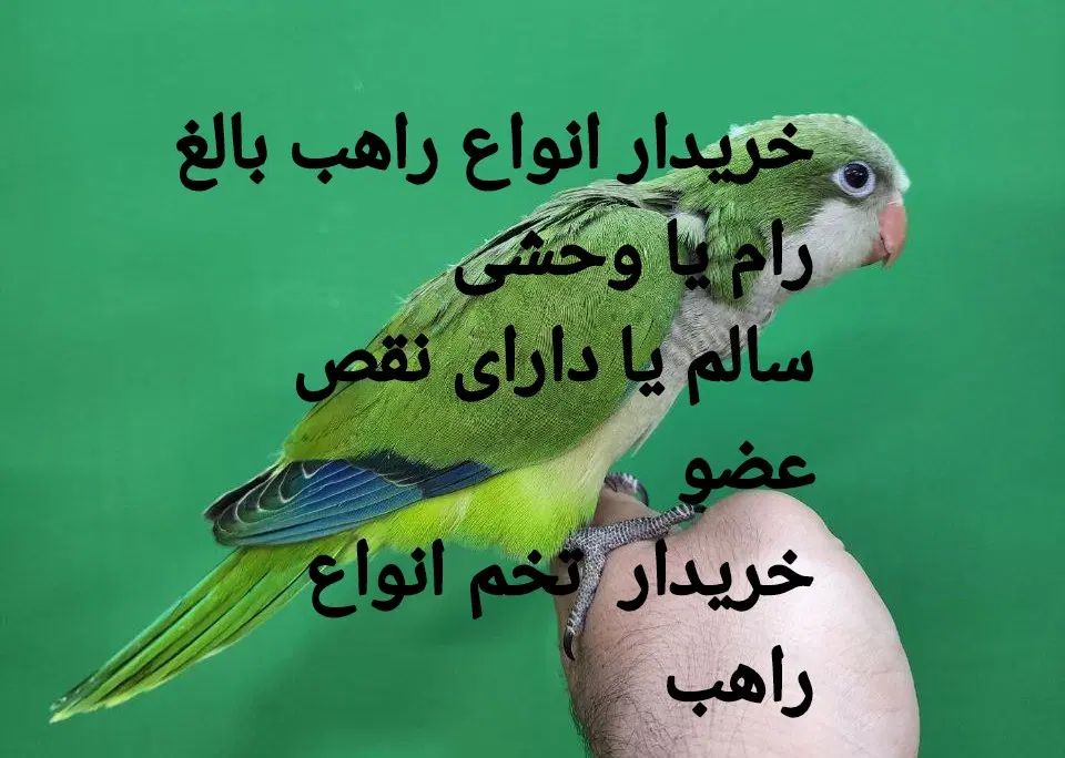 راهب بالغ|پرنده|تهران, تهرانپارس غربی|دیوار