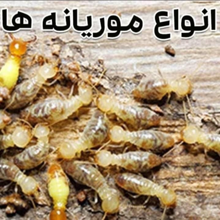 گروه سمپاشی کل اهواز٪سم پاشی ریشه کنی تمام حشرات|خدمات نظافت|اهواز, کیانشهر|دیوار