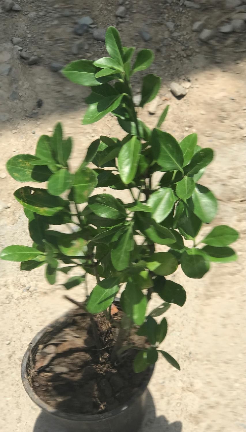 شمشاد سبز گلدانی ریشه پر با کیفیت فقط۲۰|خدمات باغبانی و درختکاری|تهران, شهرک استقلال|دیوار