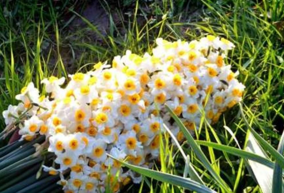 گل نرگس داودی عروس رز برگ آفتاب گردان قرنفل|گل و گیاه طبیعی|فردیس, فردیس|دیوار