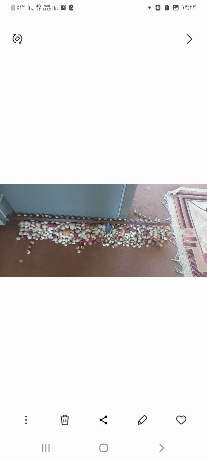 پرده تمام صدف|پرده، رانر، رومیزی|شیراز, اصلاح‌نژاد|دیوار