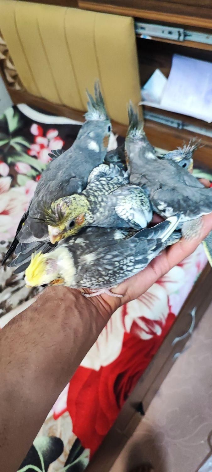 جوجه عروس هلندی 30 روزه و آموزش‌پذیر|پرنده|هشتگرد, |دیوار