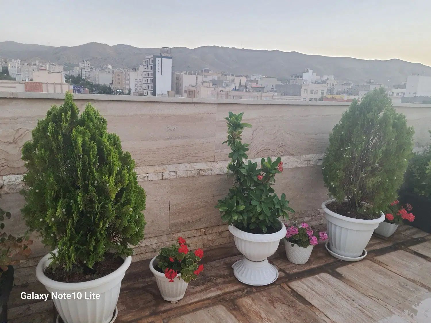 گلدان مادر مرجان هلندی طبیعی و زیبا و با دوام|گل و گیاه طبیعی|مشهد, اقبال|دیوار
