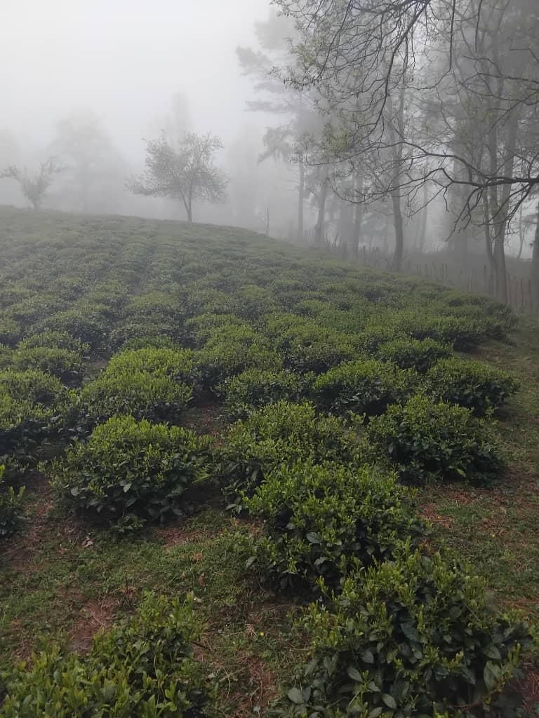 باغ چای 4000 مترسه‌نبش سندی چابکسر فقط ۵ میلیارد|فروش زمین و ملک کلنگی|چابکسر, |دیوار