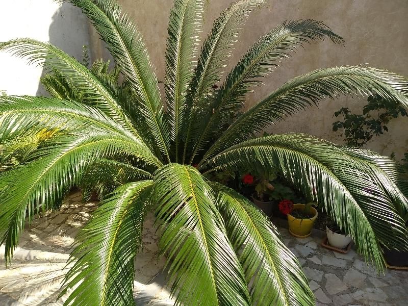 گل سیکاس|گل و گیاه طبیعی|رشت, کوی قدس|دیوار