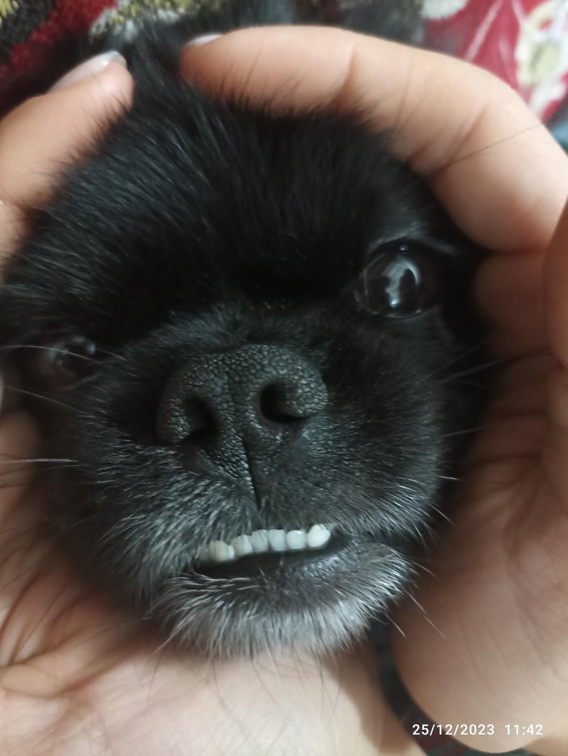 گمشده .. سگ شیتزو سن ۴ ساله|سگ|گرگان, |دیوار