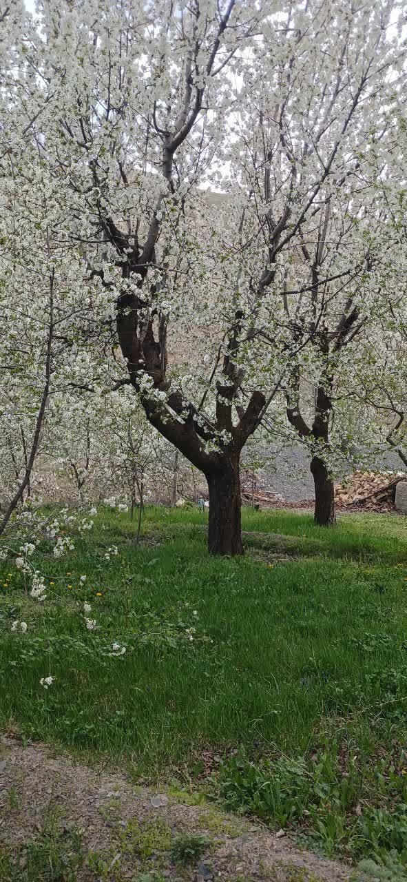 زمین باغی فروشی واقع در روستای مغان1000متر|فروش زمین و ملک کلنگی|مشهد, شهرک بهارستان|دیوار