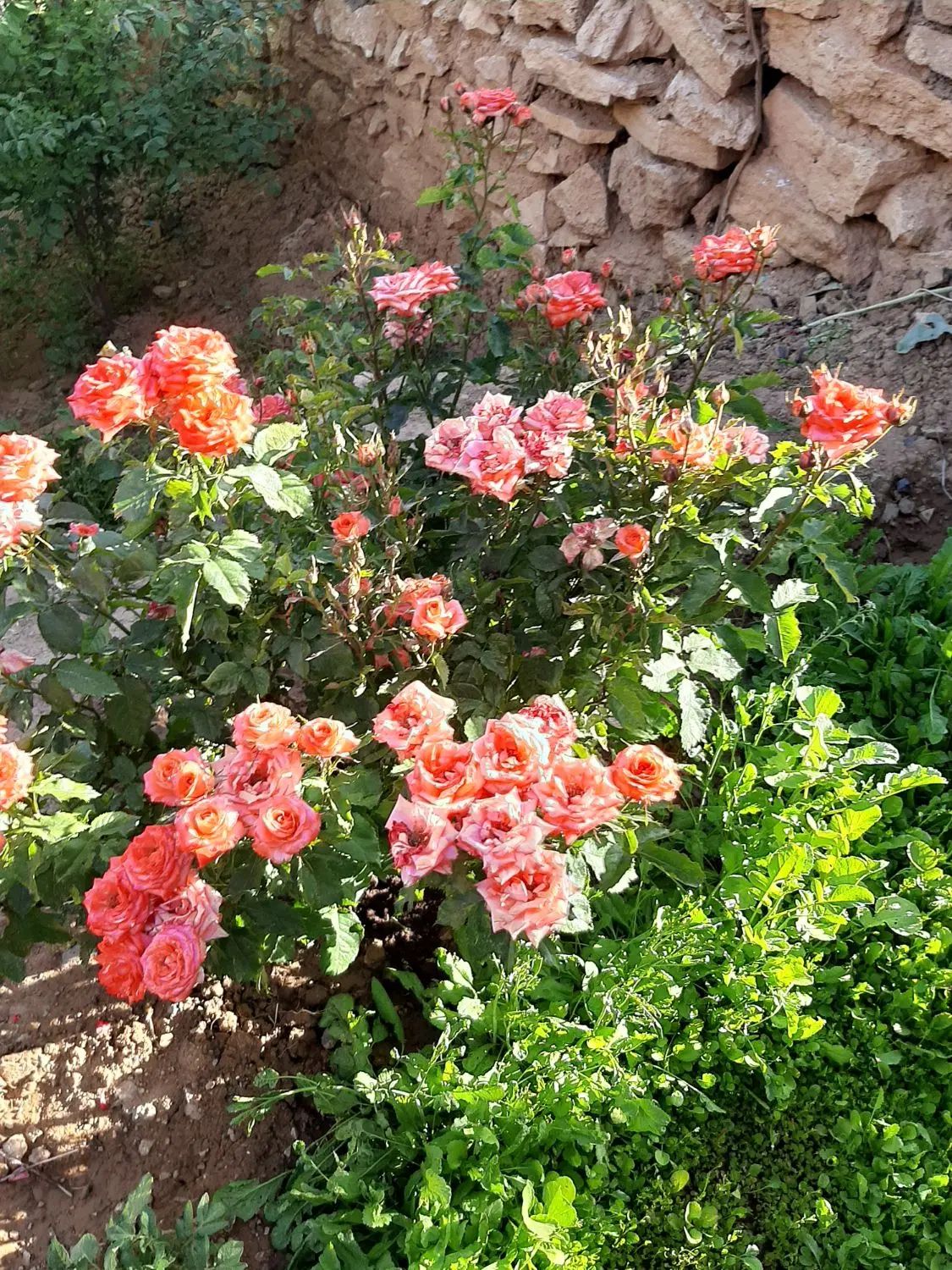 خانه ویلایی ۱۸۰ متر وباغ ۵۳۰ متر هردو سند تک برگ|فروش خانه و ویلا|نطنز, |دیوار