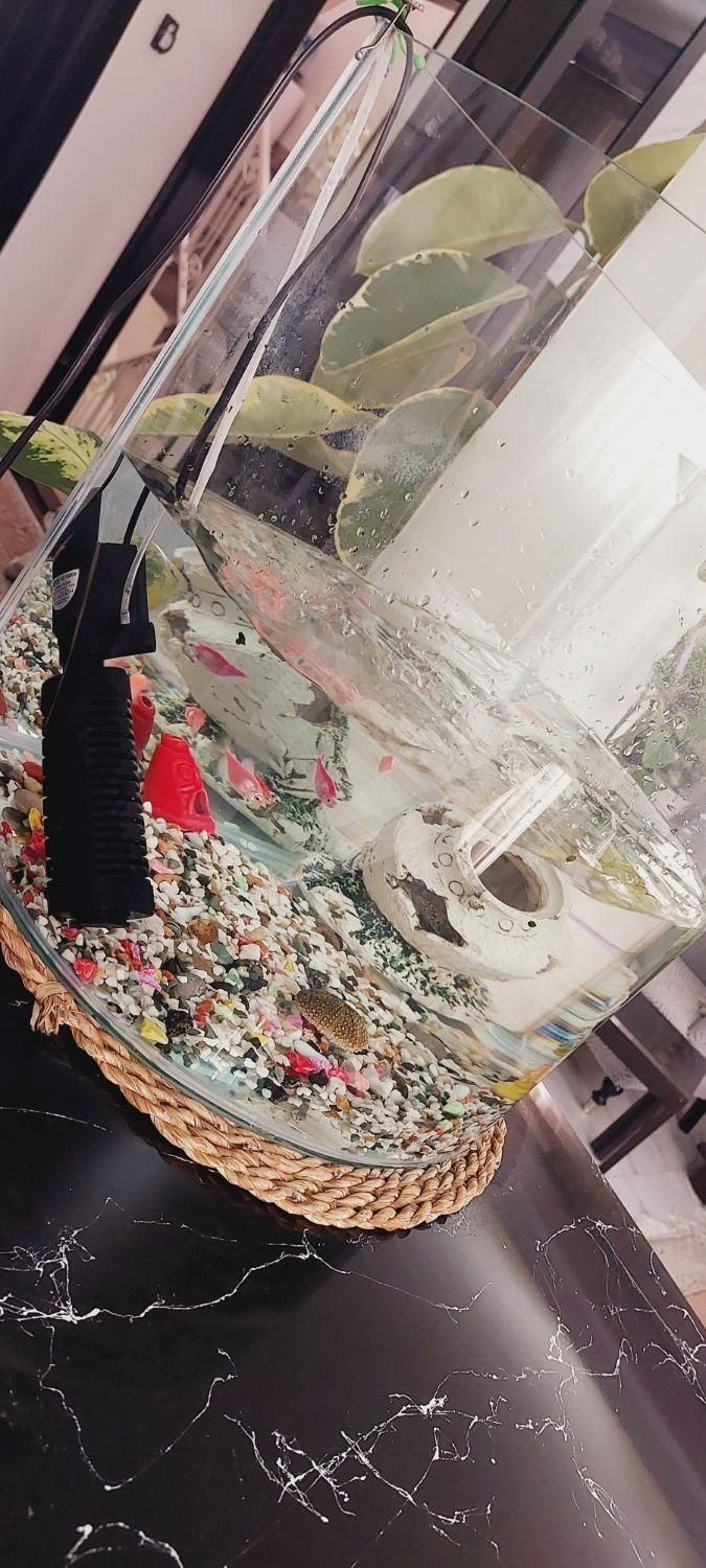 آکواریوم با ماهی های رایگان به توضیحات دقت کنید|ماهی|تهران, کرمان|دیوار