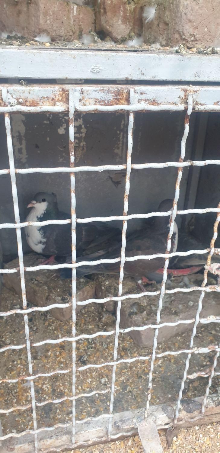 جفتگاه چهارتایی حتما توضیحات خوانده شود|لوازم جانبی حیوانات|بیرجند, |دیوار