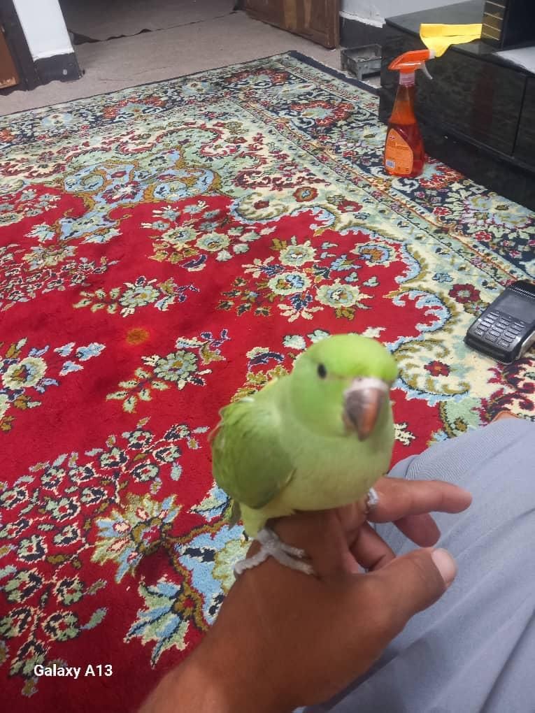 طوطیملنگو وتعدادی قفس|پرنده|کارون, |دیوار