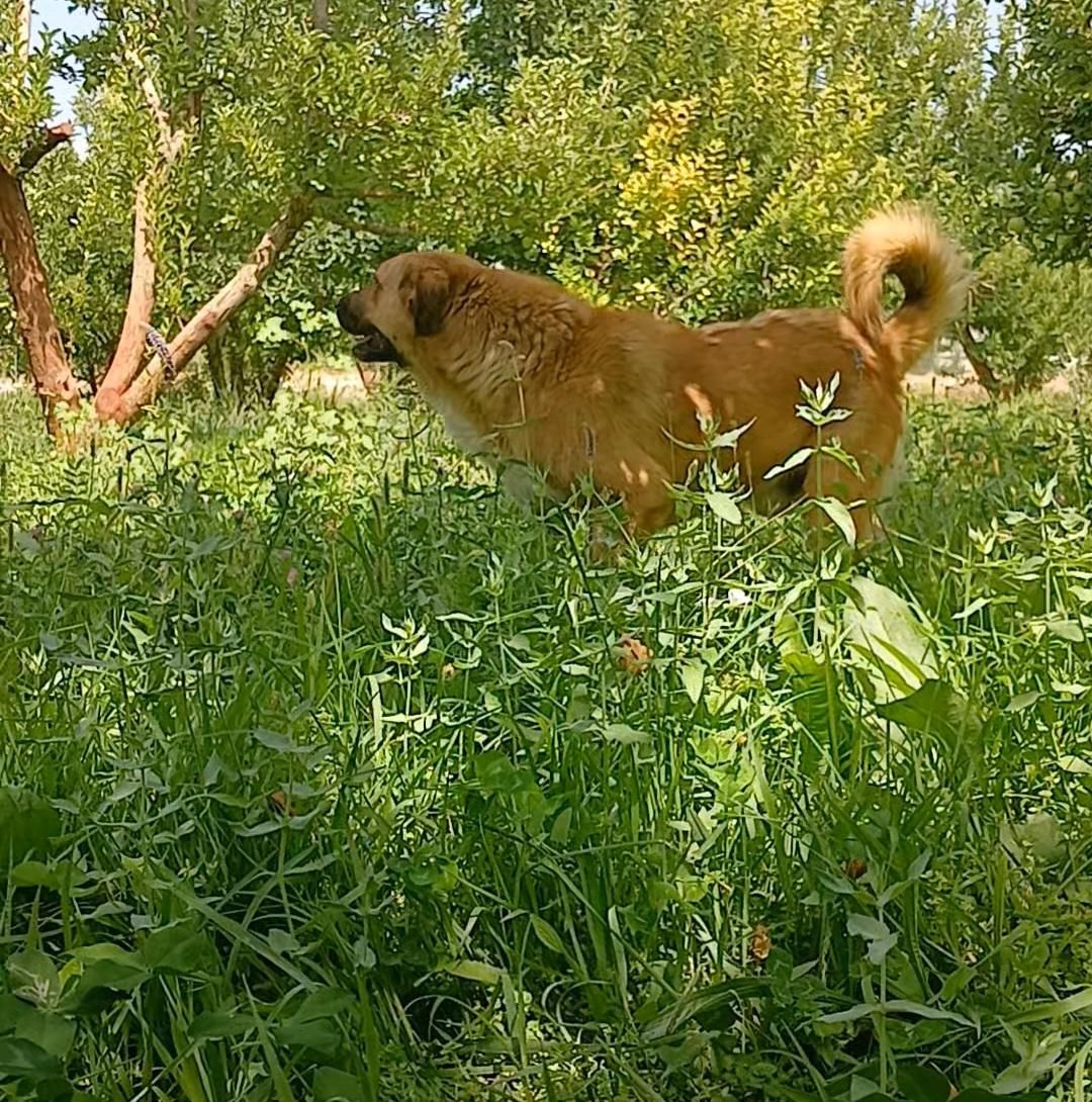 سگ نر گله ای|سگ|سمیرم, |دیوار