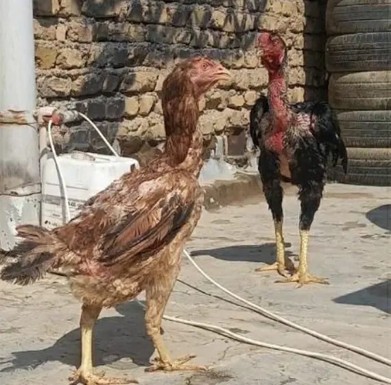 لاری|حیوانات مزرعه|کرج, آق تپه|دیوار