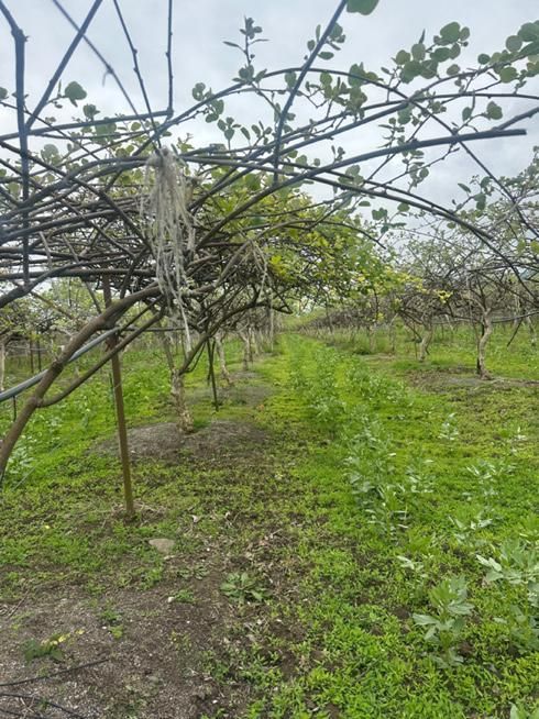 ۲۰۰۰متر باغ کیوی سندتکبرگ دارا کاربری مسکونی|فروش زمین و ملک کلنگی|لیسار, |دیوار