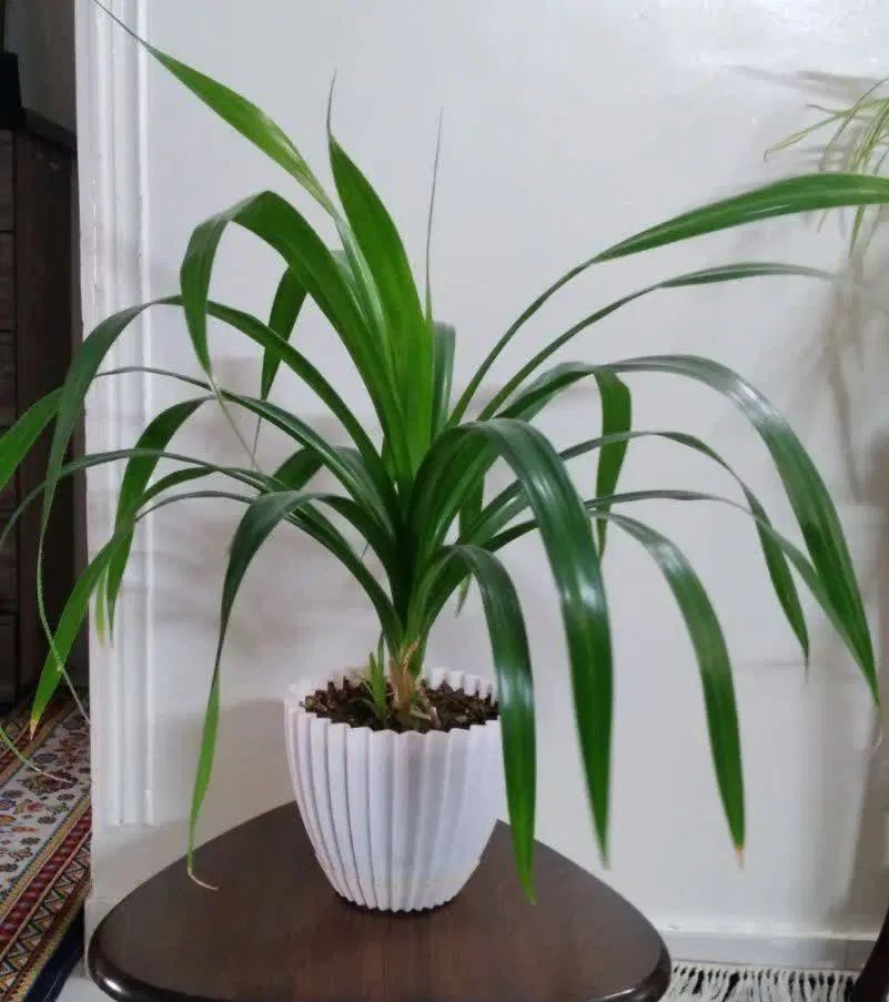 گل پاندانوس تیغ دار|گل و گیاه طبیعی|مشهد, شهرک مهرگان|دیوار