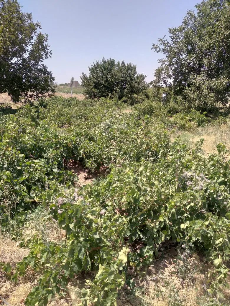 اگر مایلید مالکِ بهترین باغ انگورشوید،همراهم باشید|فروش دفتر صنعتی، کشاورزی، تجاری|کرج, گلشهر|دیوار