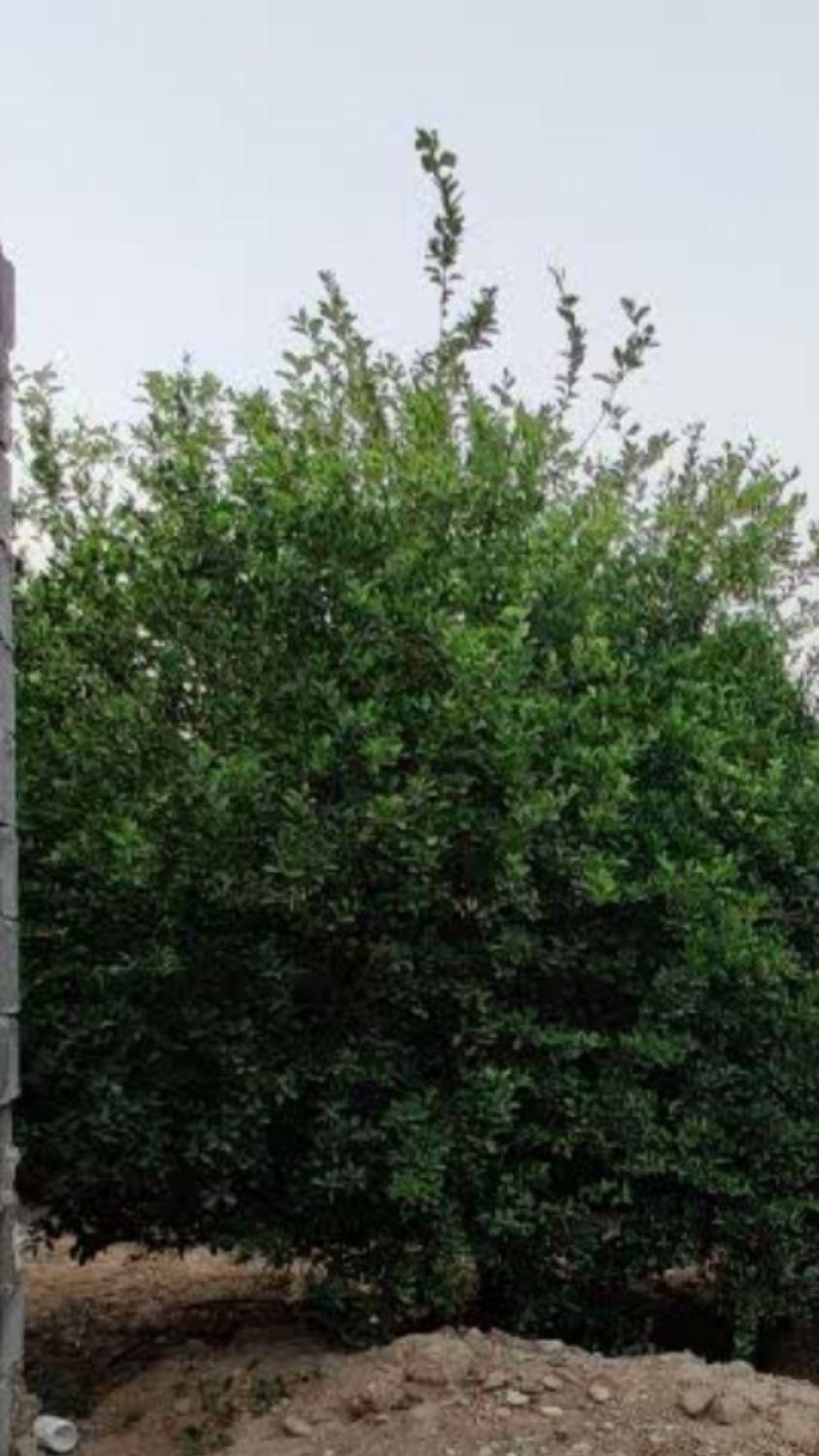 فروش باغ میوه  برق دار  نزدیک جاده اسفالت بن جعفر|فروش دفتر صنعتی، کشاورزی، تجاری|دزفول, |دیوار