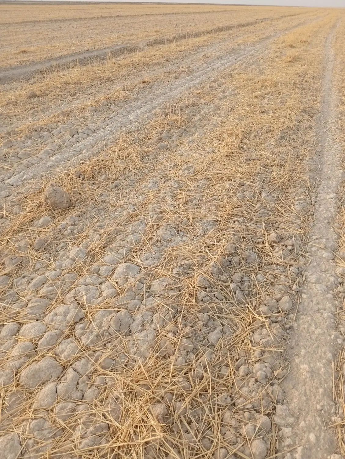 زمین کشاورزی برای اجاره در جراحی روستای البوعلایج|اجارهٔ دفتر صنعتی، کشاورزی، تجاری|چمران, |دیوار