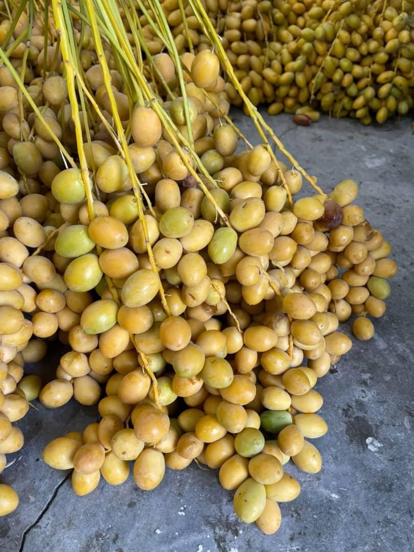 رطب عسلی|حراج|تهران, صاحب الزمان|دیوار