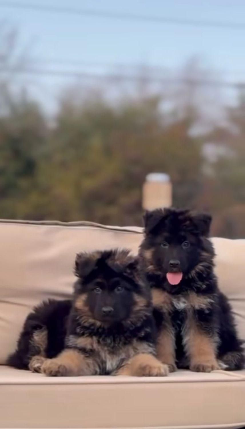 توله دو ماهه شولاین کیفیت A+ ،سگ German shepherd|سگ|تهران, ارم|دیوار