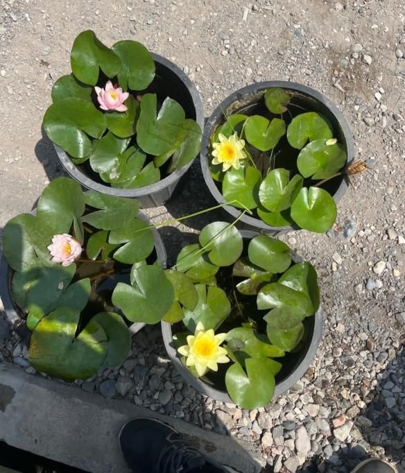 خدمات اجرای فضای سبز محوطه سازی قیمت منصفانه|خدمات باغبانی و درختکاری|رشت, دیلمان|دیوار