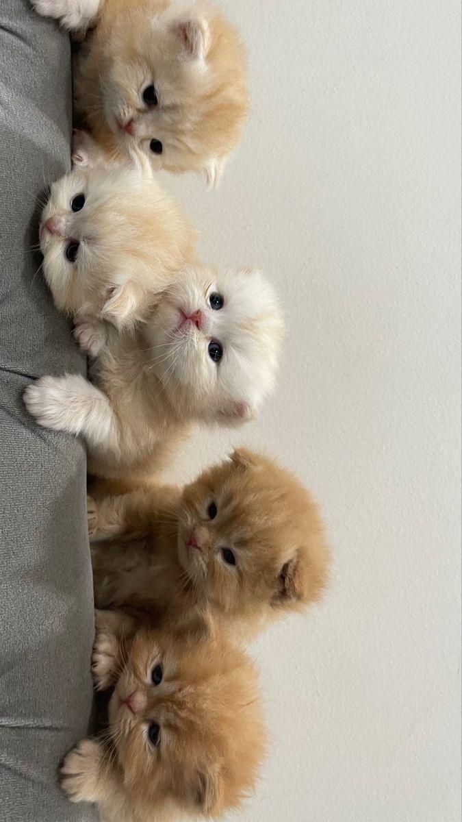 گربه های نژاد بریتانیایی و اسکاتلندی و پرشین کت|گربه|کرج, عظیمیه|دیوار