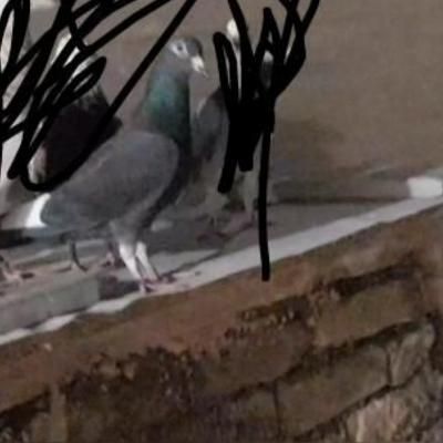 کفتر گمشده قره سیاه ماده جمعه|حیوانات|سبزوار, جهاد کشاورزی|دیوار