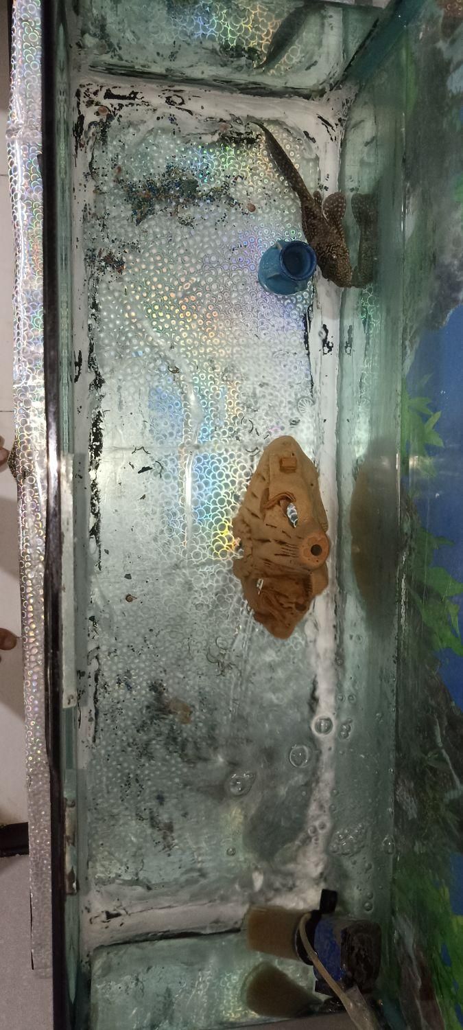 آکواریوم|ماهی|پردیس, فاز ۵|دیوار