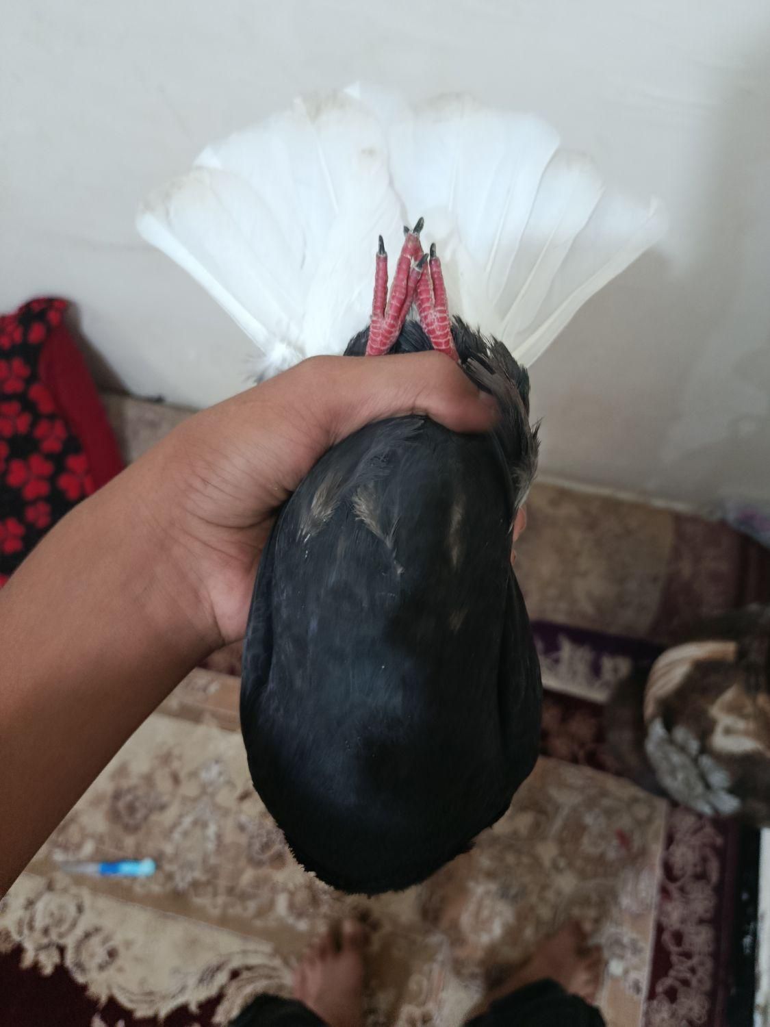 اشعل معاوضه با طوقی هفت رنگ|پرنده|گتوند, |دیوار