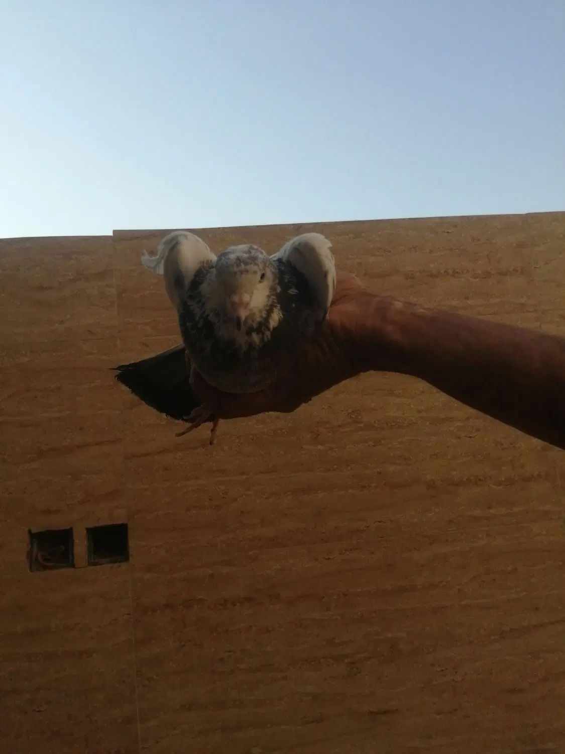 کبوتر|پرنده|اصفهان, کوجان|دیوار