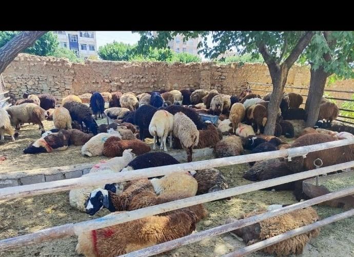 گوسفند زنده حیدر آباد ظفر یاس جواد آباد شکم خالی|حیوانات مزرعه|کرج, حیدرآباد|دیوار