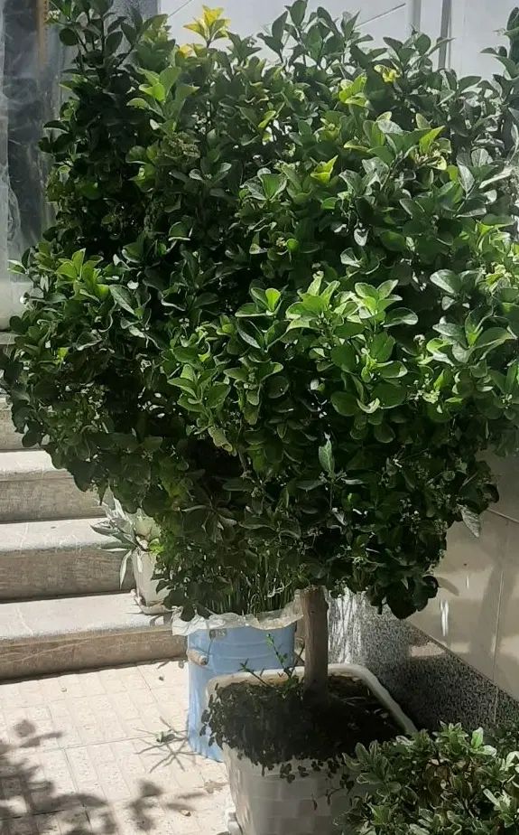 گل و گیاه شمشاد طلایی و نخل ماداگاسکار|گل و گیاه طبیعی|اصفهان, بوستان کوهستانی صفه|دیوار
