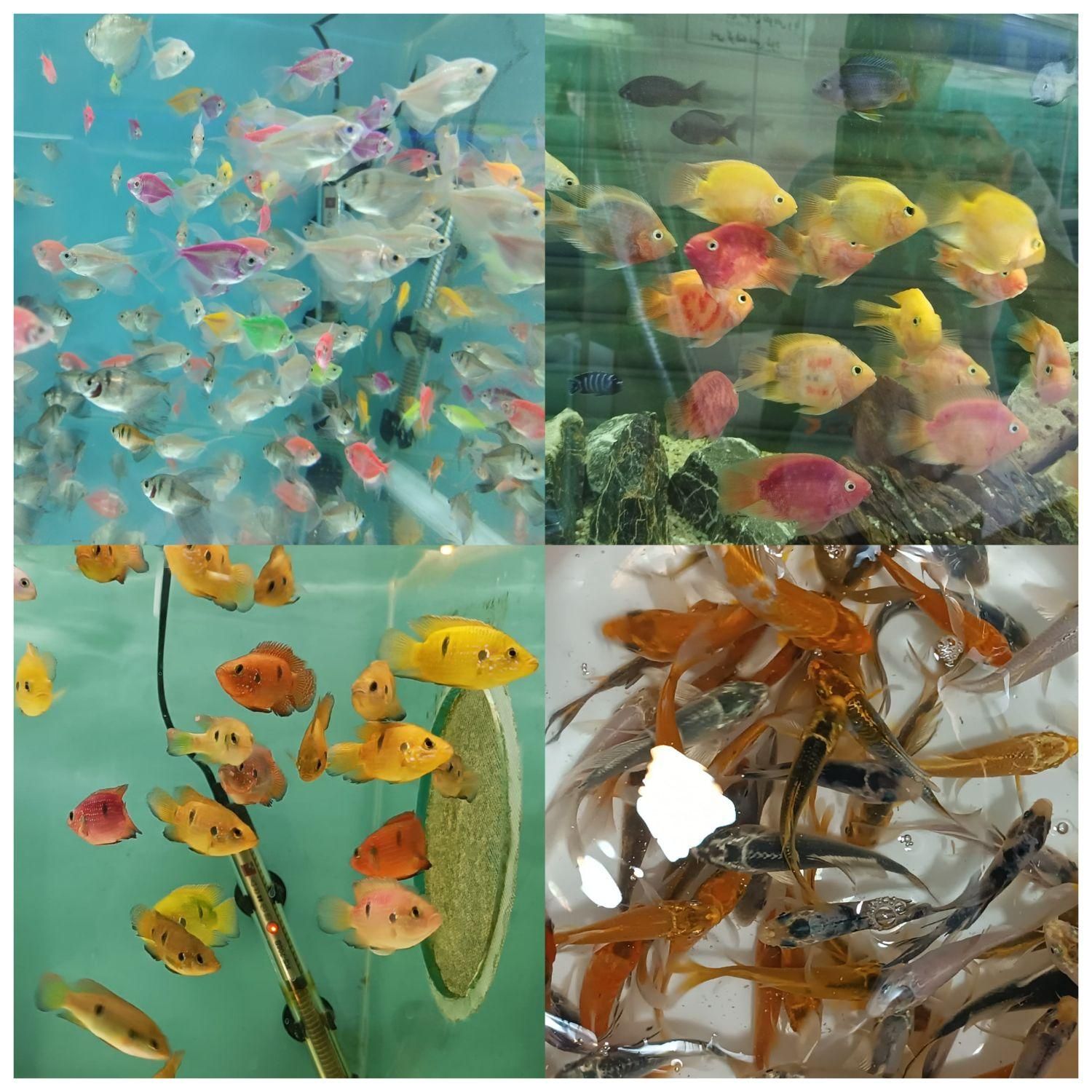 انواع اکواریوم و ماهی زینتی لوازم جانبی|ماهی|شیراز, شهرک گلستان|دیوار