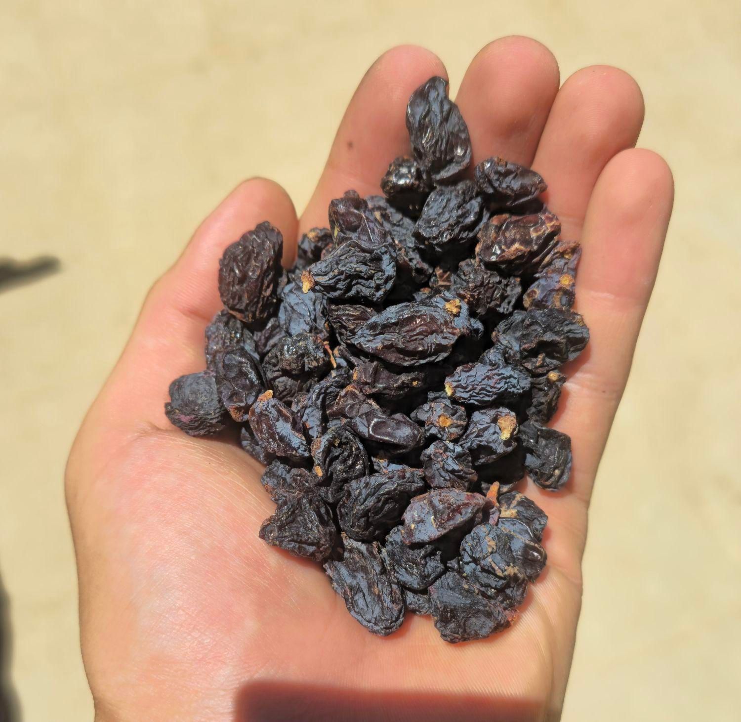 مویز کشمش بش خلار(شیرازی)|خوردنی و آشامیدنی|شیراز, قصرالدشت|دیوار