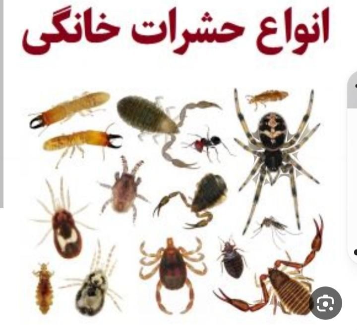 سمپاشی با ضمانت کتبی دریک مرحله سم پاشی ساس ،سوسک|خدمات نظافت|تهران, افسریه شمالی|دیوار