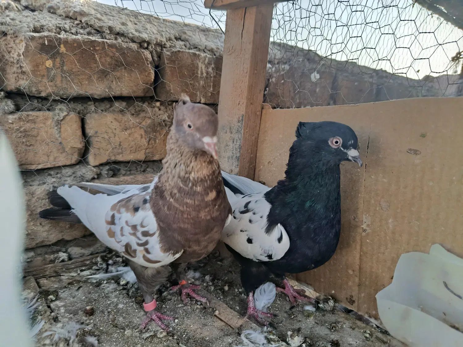 کبوتر سینه ای نرو ماده|پرنده|اصفهان, عاشق‌آباد|دیوار