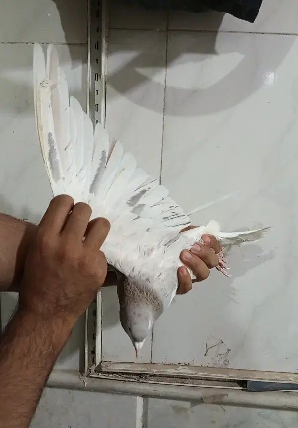 کفتر ساده خال چپ هفترنگ|پرنده|مشهد, انقلاب|دیوار