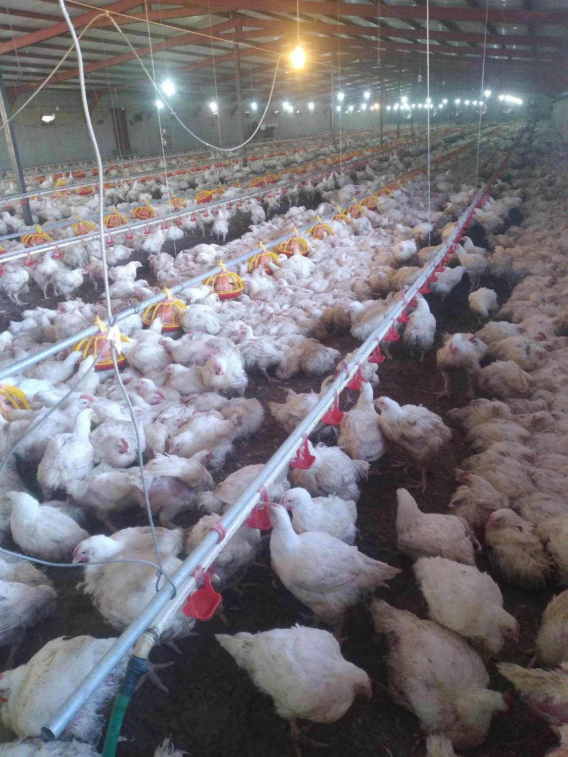 کود.کودمرغ.کودگاو.کودگوسفند.کودمرغی|خدمات باغبانی و درختکاری|شیراز, شهرک گلستان|دیوار