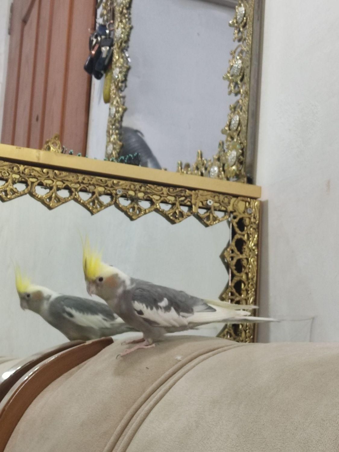 عروس هلندی گمشده|حیوانات|کرج, ملارد|دیوار