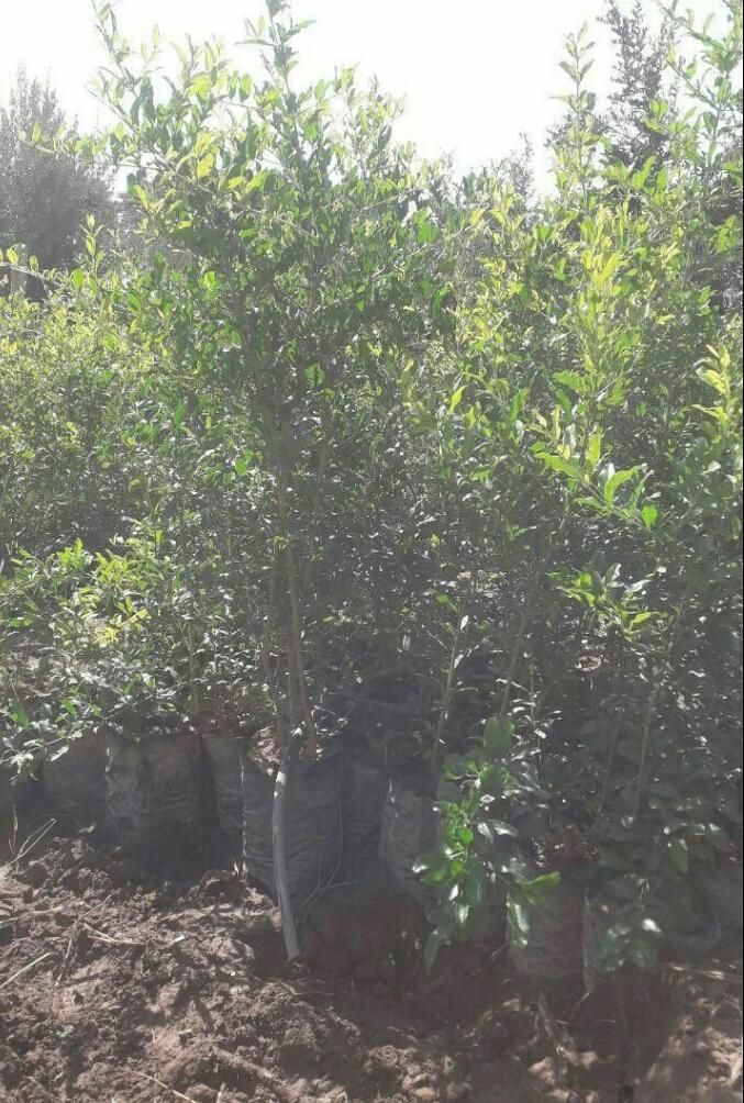 نهال انار گلدانی مرغوب|گل و گیاه طبیعی|زرندیه, |دیوار