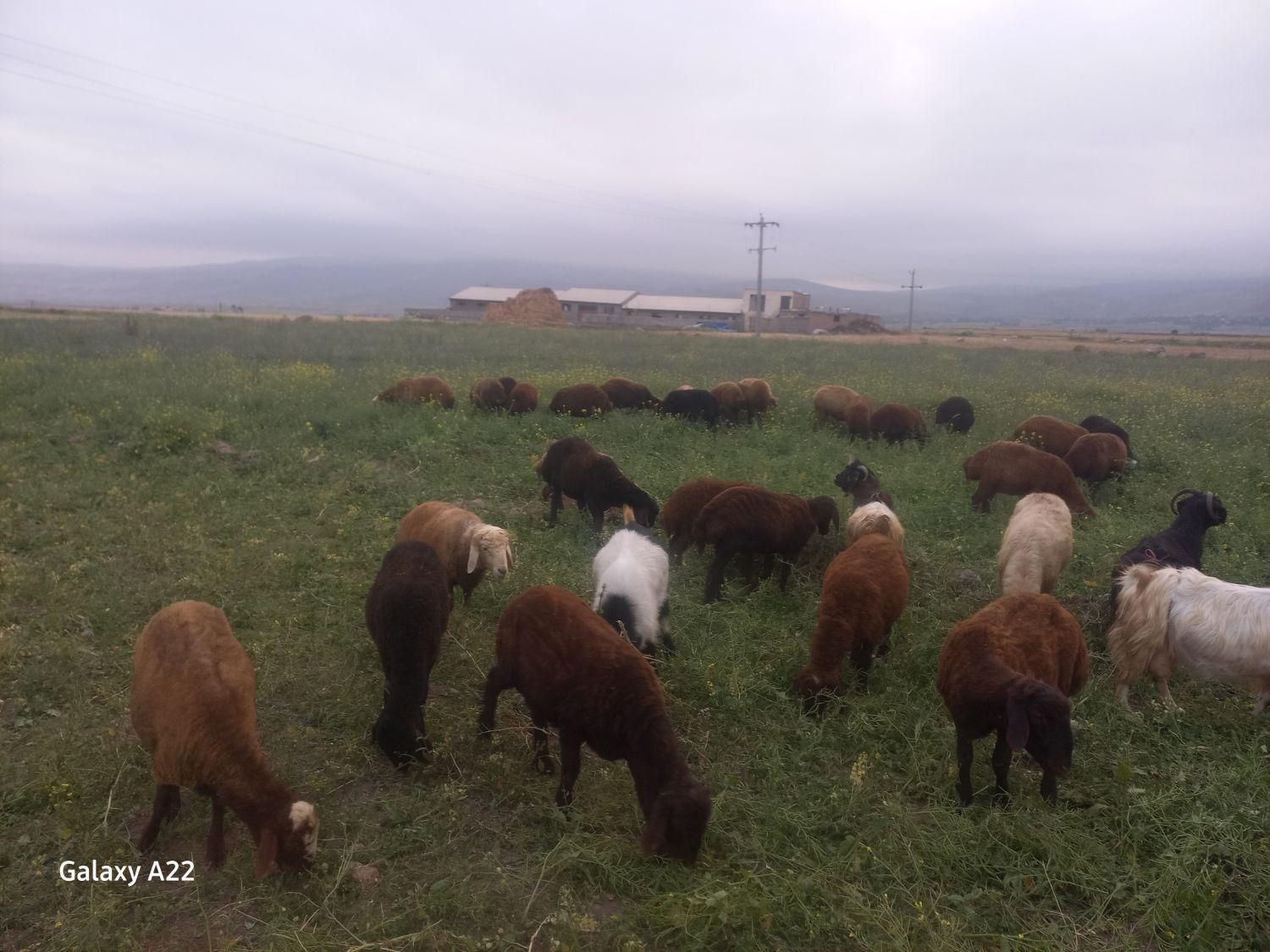 بره نر گوشتی|حیوانات مزرعه|نیر (اردبیل), |دیوار