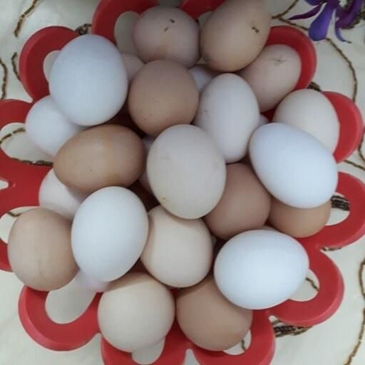 فروش تخم مرغ خوراکی و نطفه دار گلپایکانی محلی|خوردنی و آشامیدنی|ورامین, |دیوار