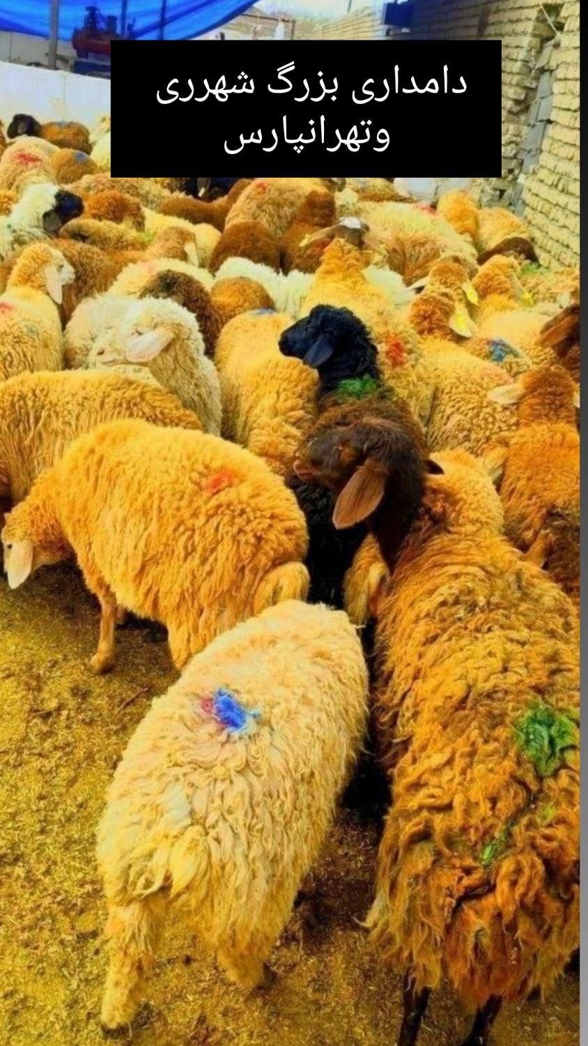 فروش گوسفند زنده /پرورش یافته در روستای سرسبز|حیوانات مزرعه|تهران, شهید رجایی|دیوار