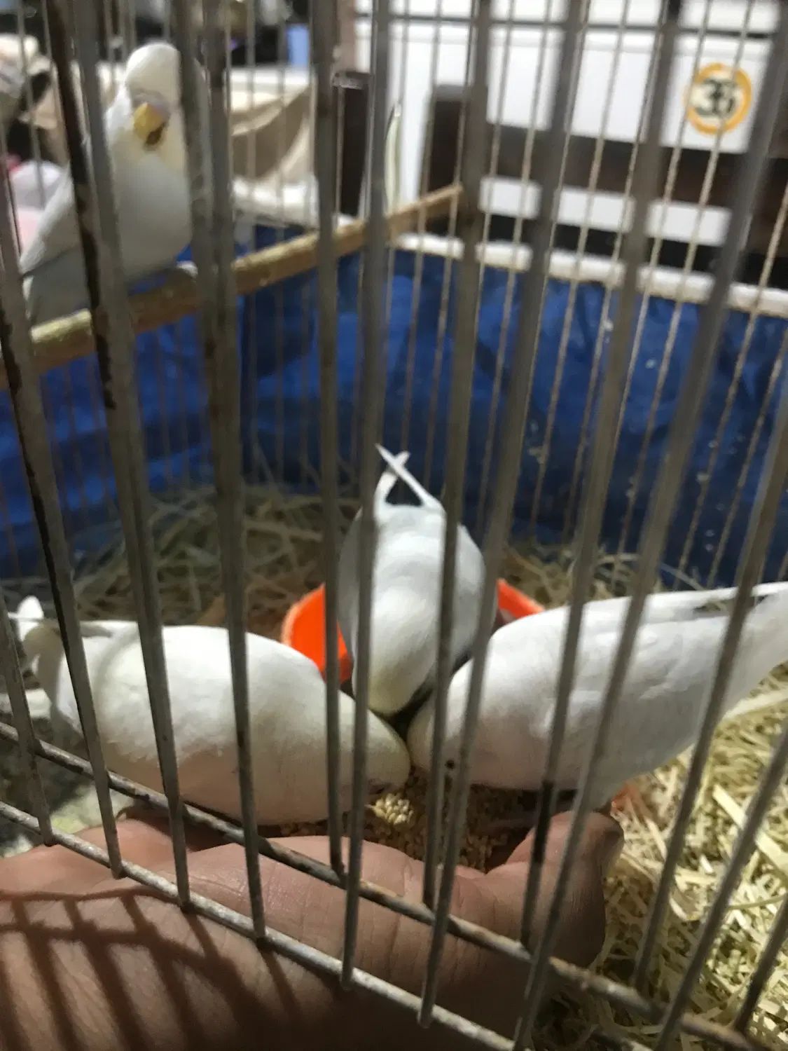 مرغ عشق دستی|پرنده|مشهد, نکاح|دیوار
