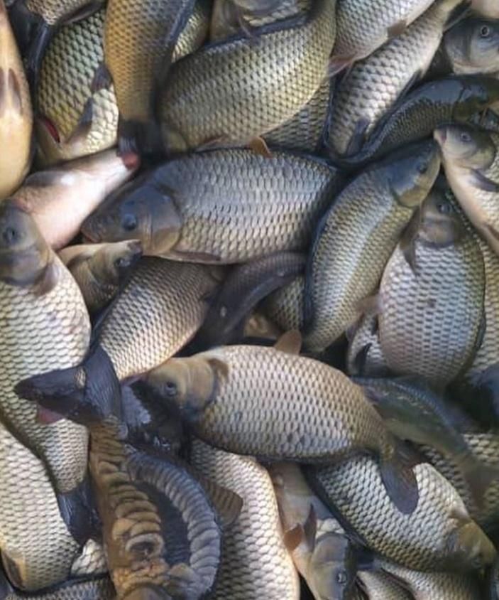 تولید وپخش انواع بچه ماهی /کپور/امور/|ماهی|کاشان, شهدا|دیوار